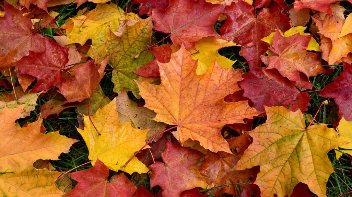 How leaves can help improve your harvest