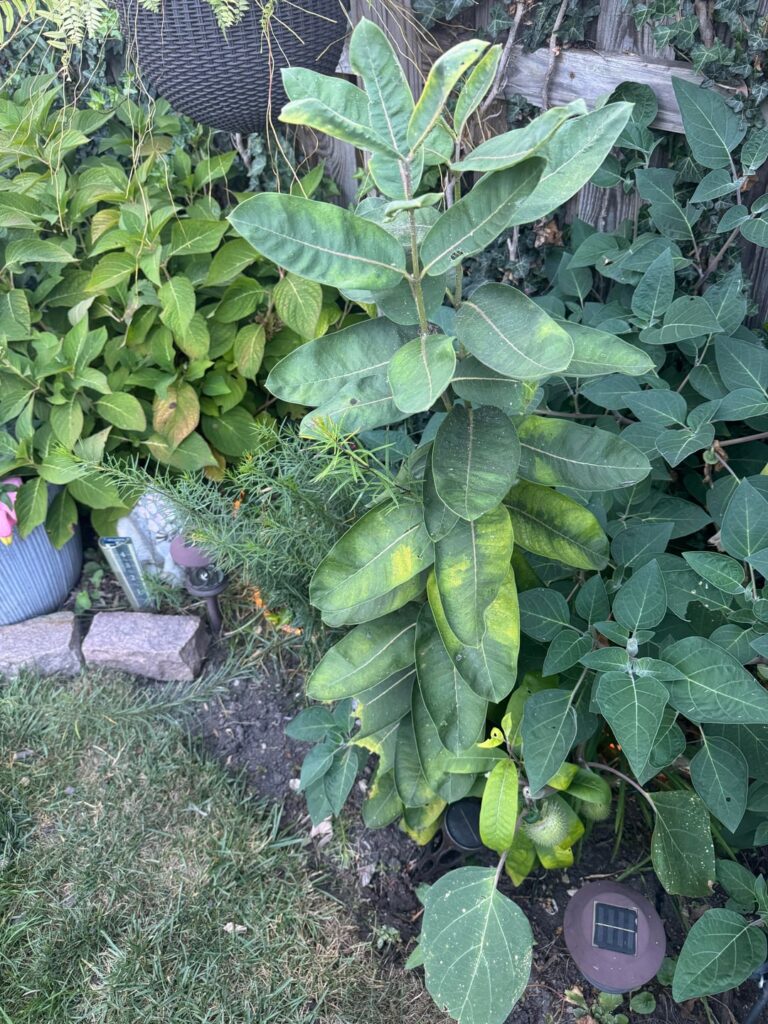 What is going on with my milkweed? (Chicago, IL) What is going on with my milkweed? (Chicago, IL)