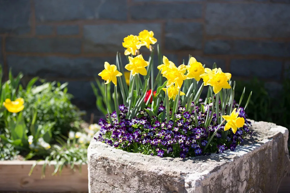 a stone garden planter with yellow daffodils and purple flowers in it