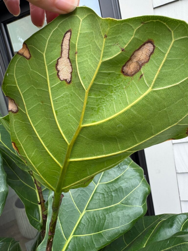 what is it