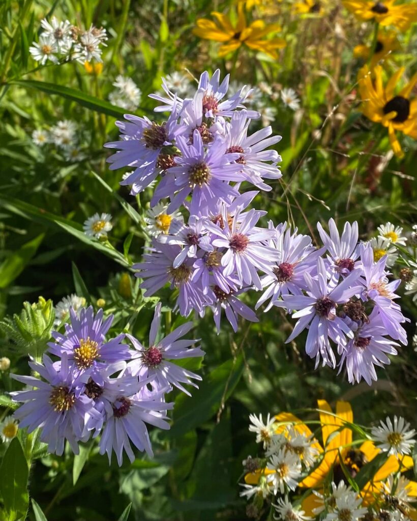 I was worried that my asters might not bloom the first year…