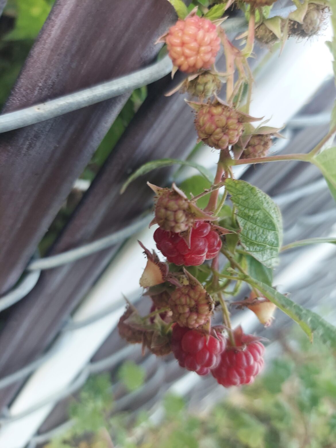 I think these are raspberries but I wanna be sure.