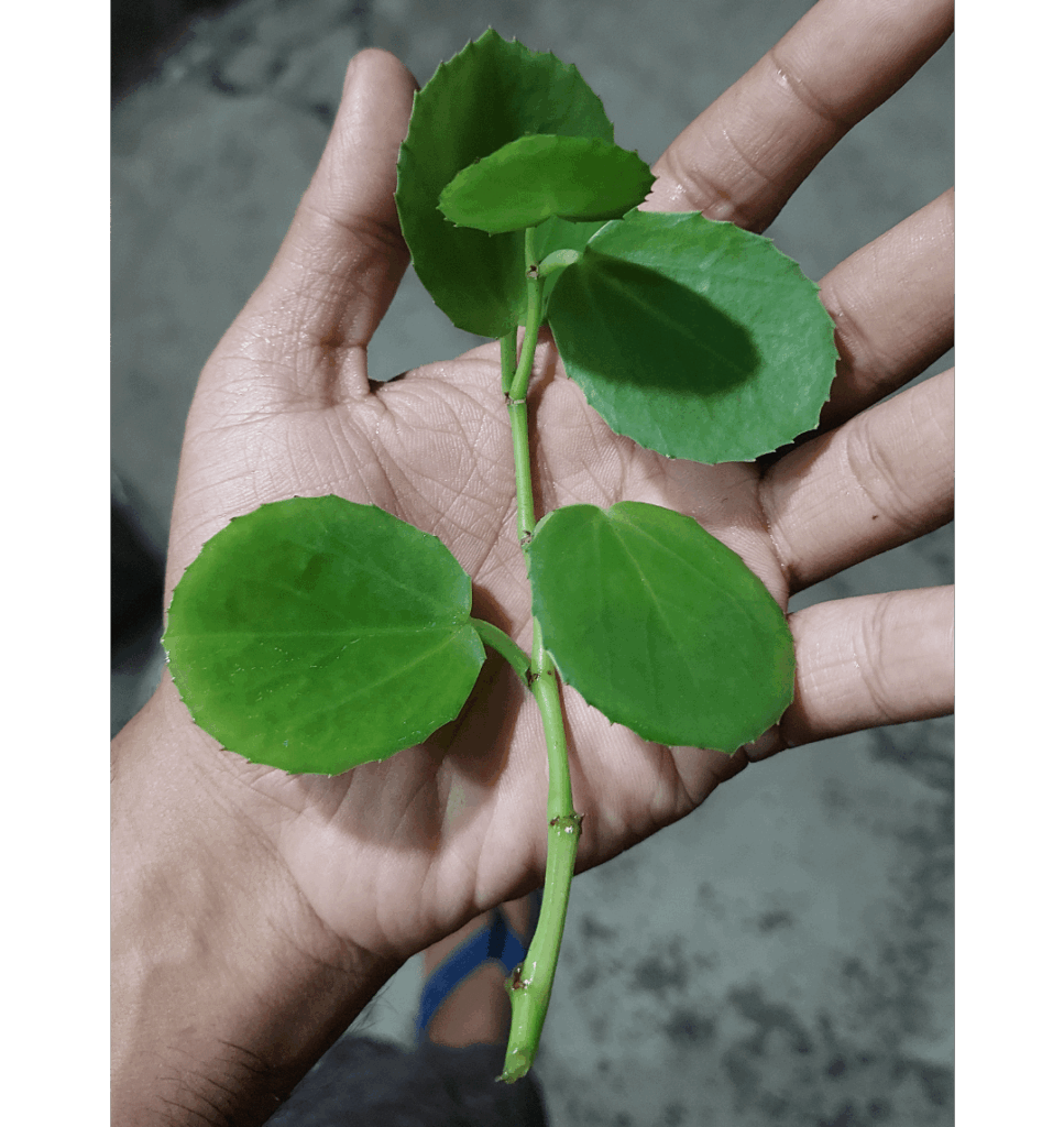 how to propogate this plant and also ID this