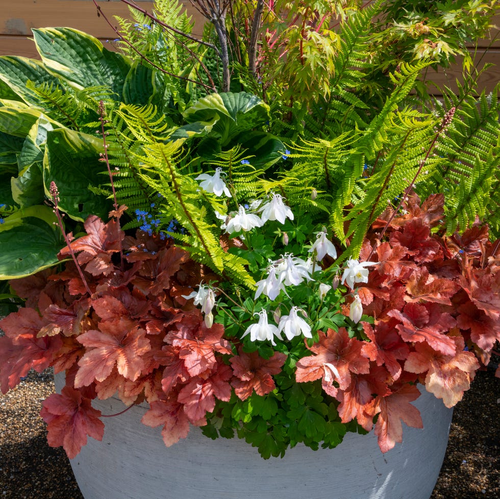fall container garden heuchera