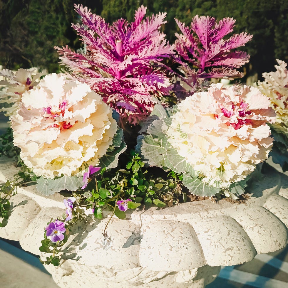 fall container garden ornamental cabbage and kale