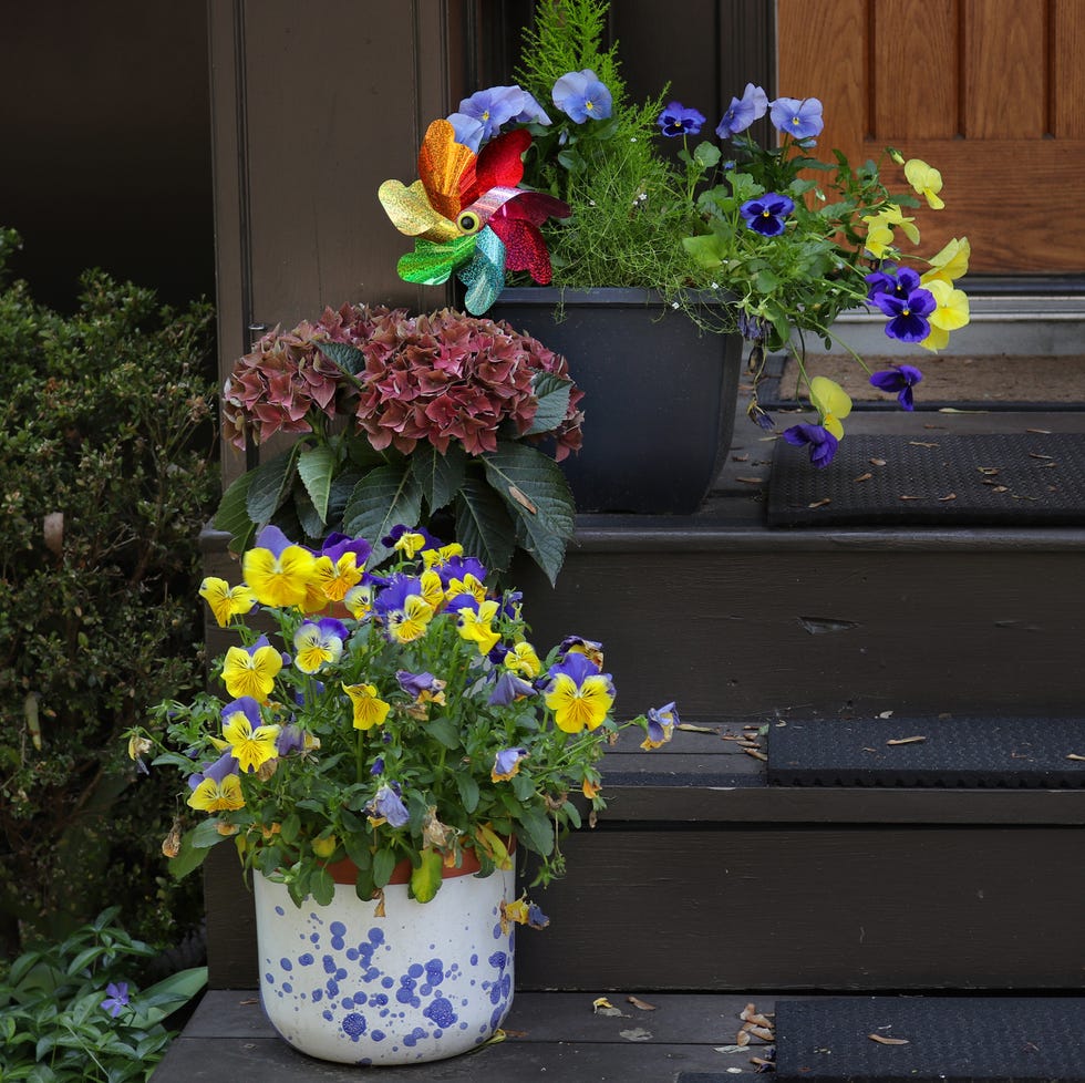 fall container garden pansies and violas