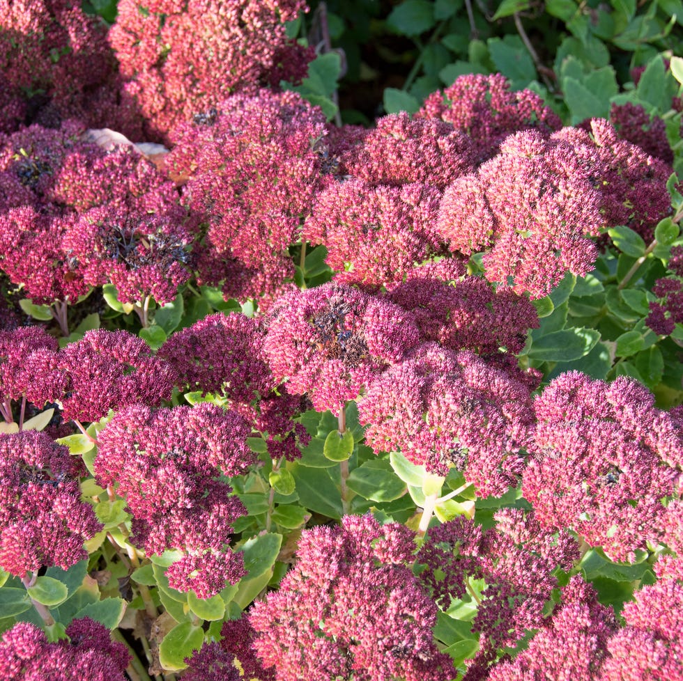 fall container garden sedum