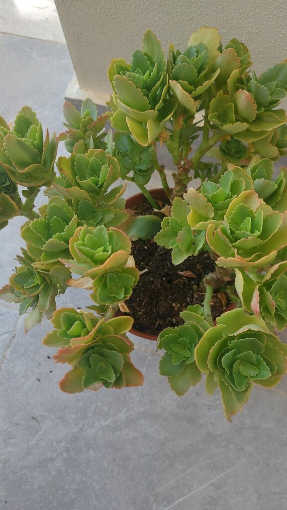 Pest on my calancoa? Pest on my calancoa?