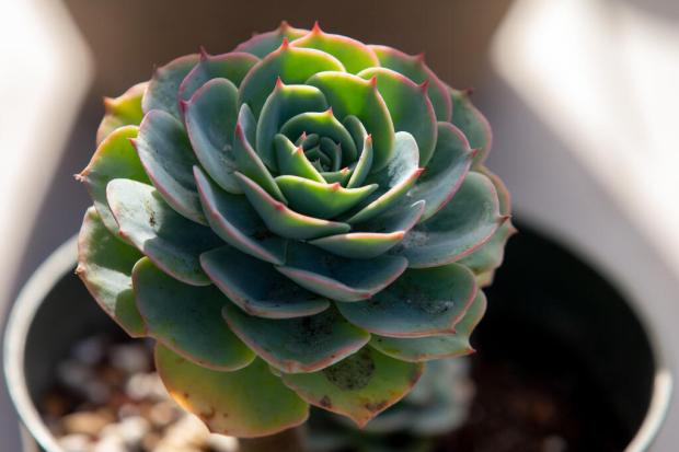 The Sonoma County Master Gardeners will have scads of succulents and other items for sale June 1 in Healdsburg. (Alvin A.H. Jornada / The Press Democrat file)