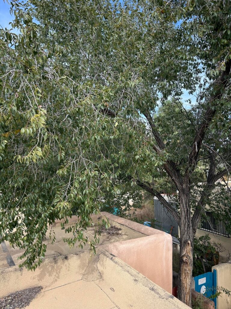 My neighbor wants me to trim back my Siberian elm but a friend is pushing me to cut it down. My neighbor wants me to trim back my Siberian elm but a friend is pushing me to cut it down.