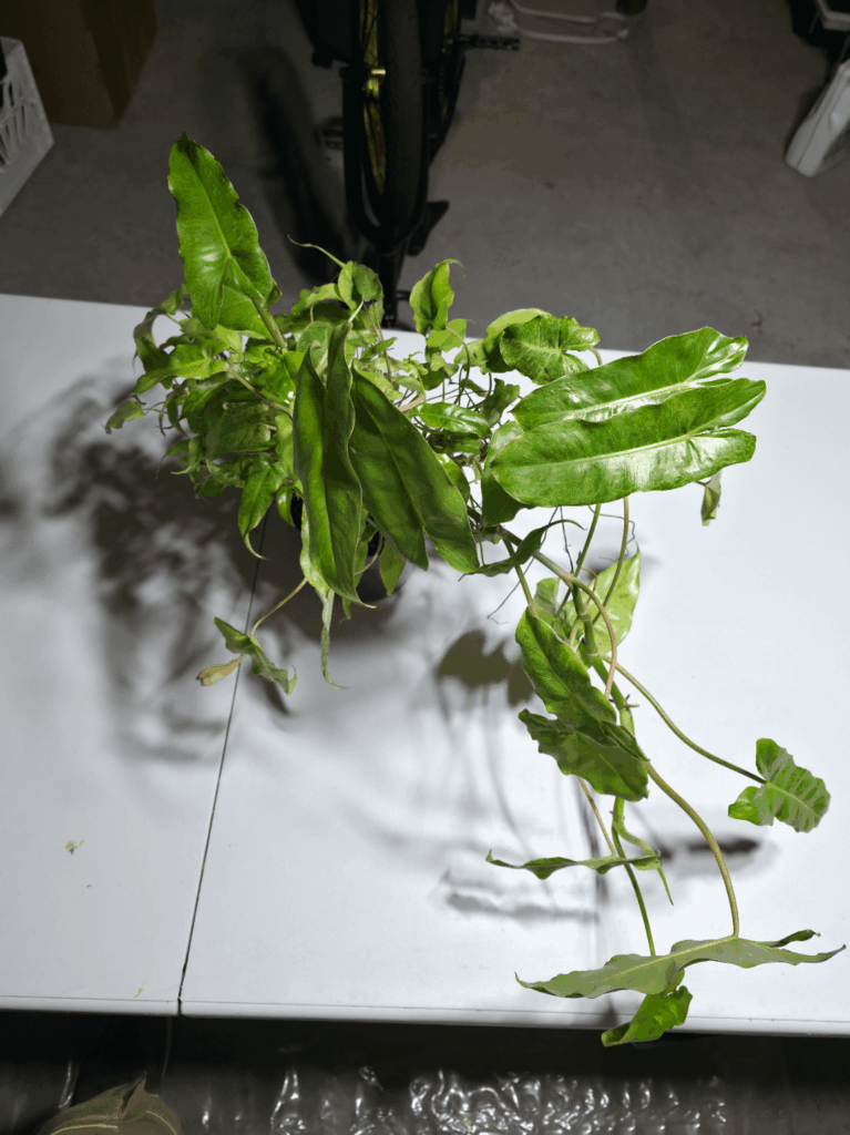 So......how many Paraiso Verde do you think I just bought?