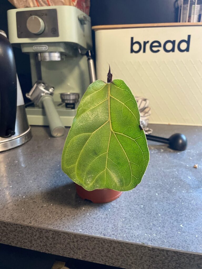 Sad FLF