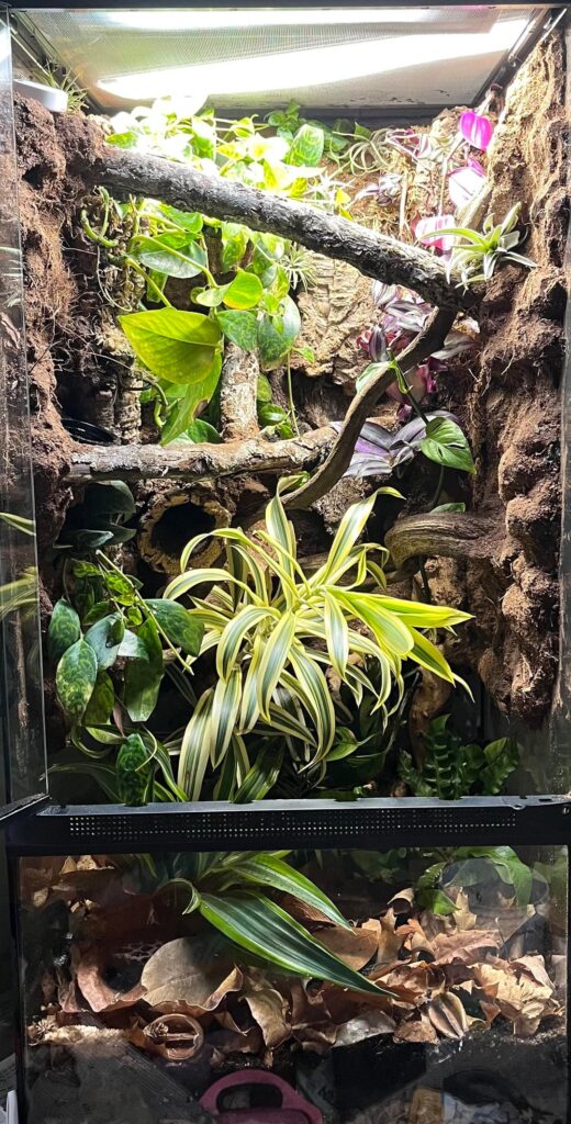 My new vivarium! It looks much better in real life 😅