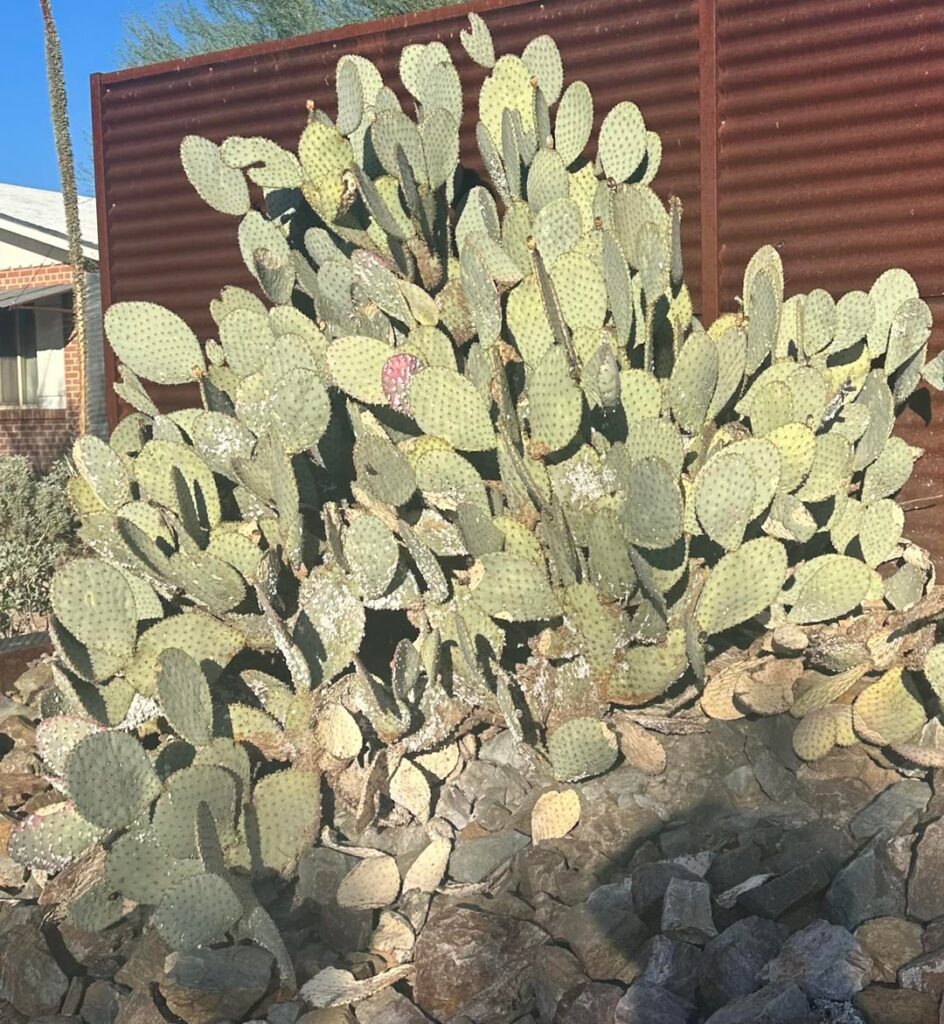 What’s wrong with my cactus?