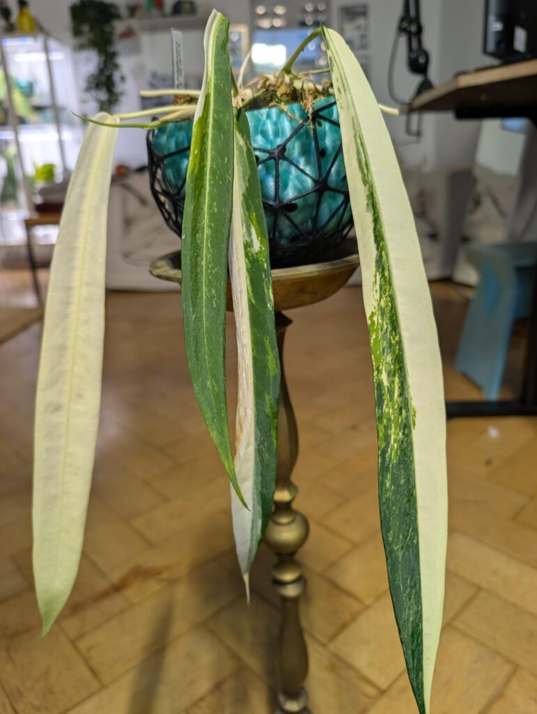 My Anthurium pallidiflorum Variegata Project UPDATE My Anthurium pallidiflorum Variegata Project UPDATE