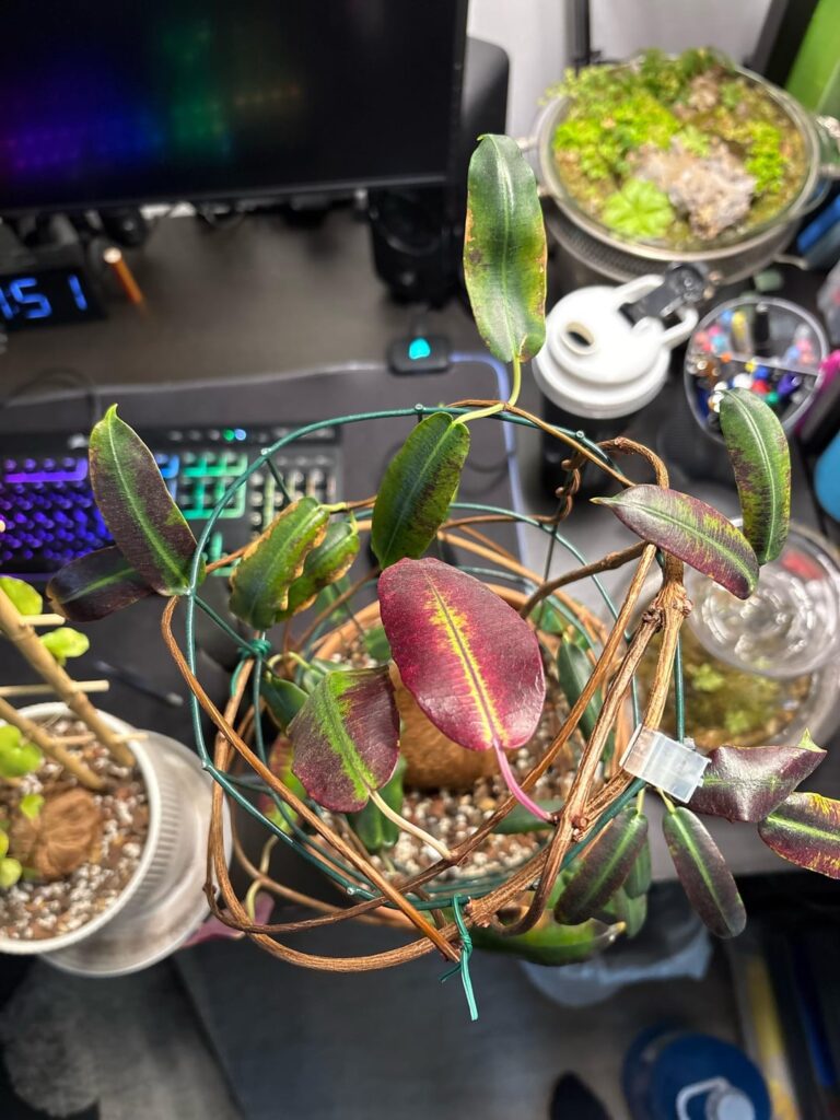 P. natalensis Care Help! P. natalensis Care Help!