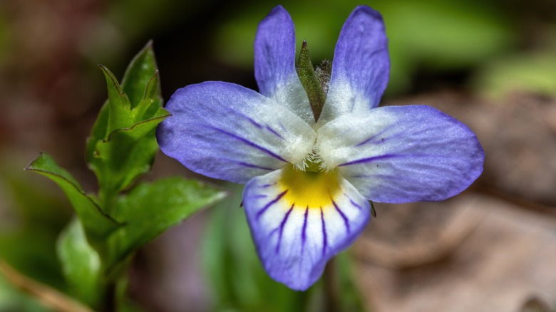 A blue flower of field pansy in bloom