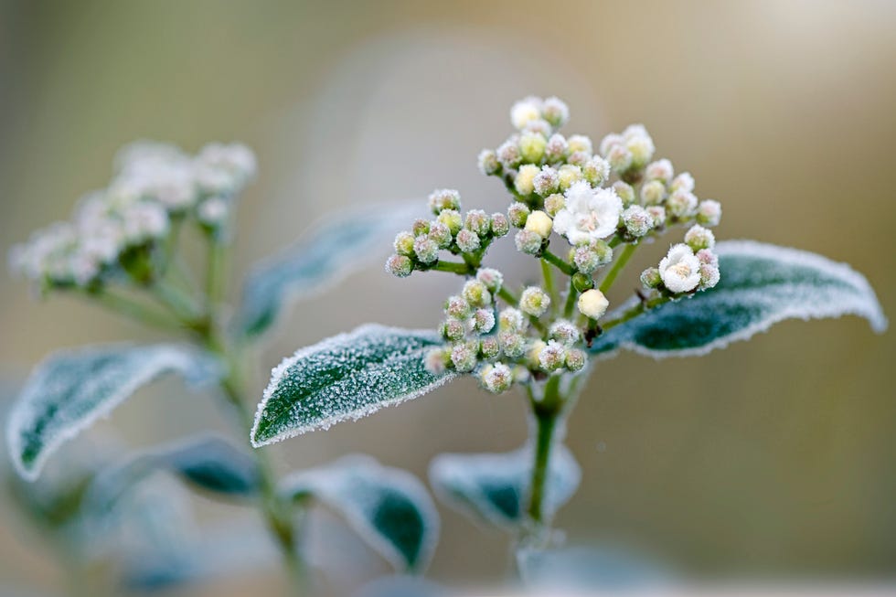first frost dates in the uk