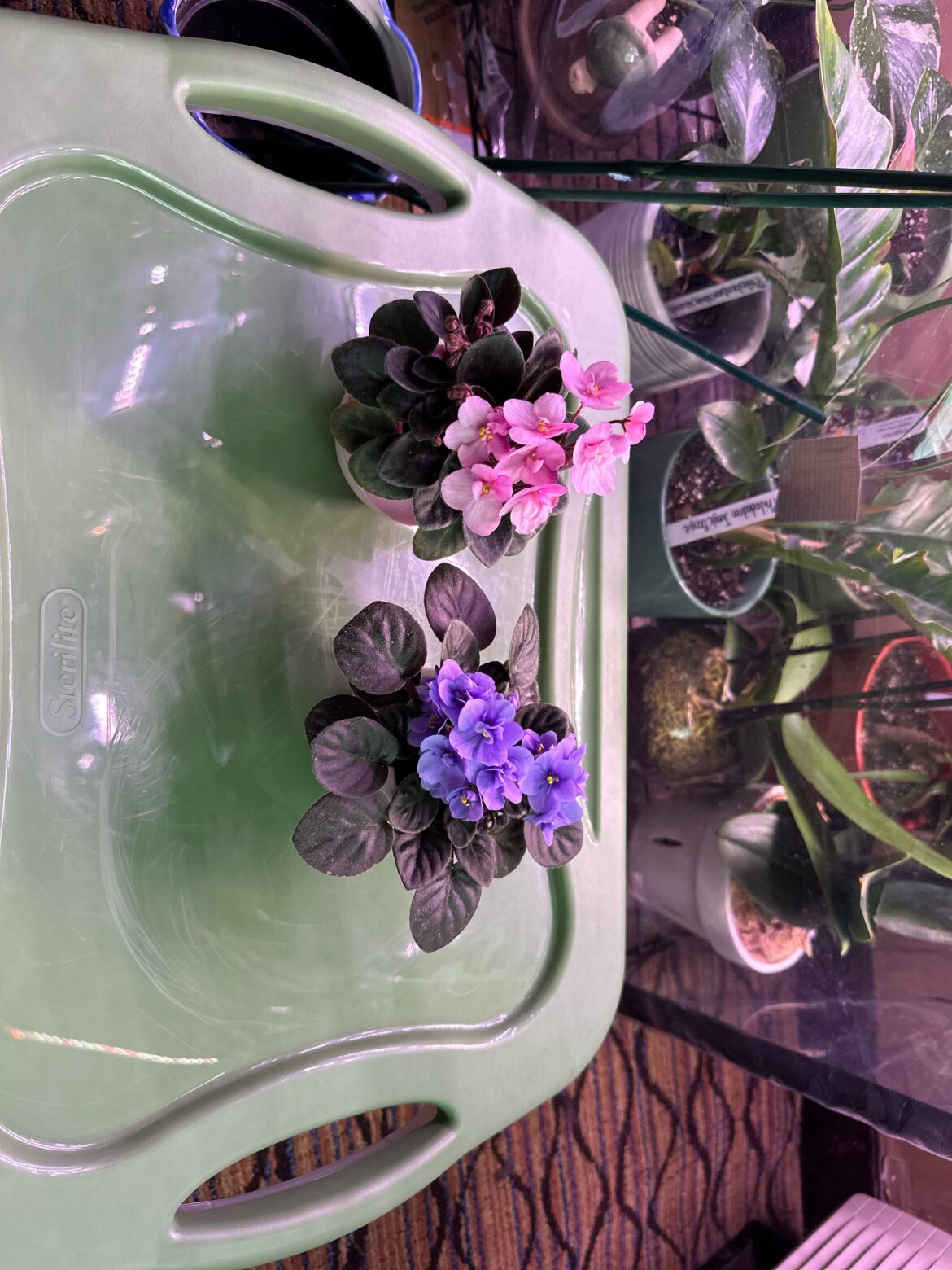 What type of African Violet do I have?