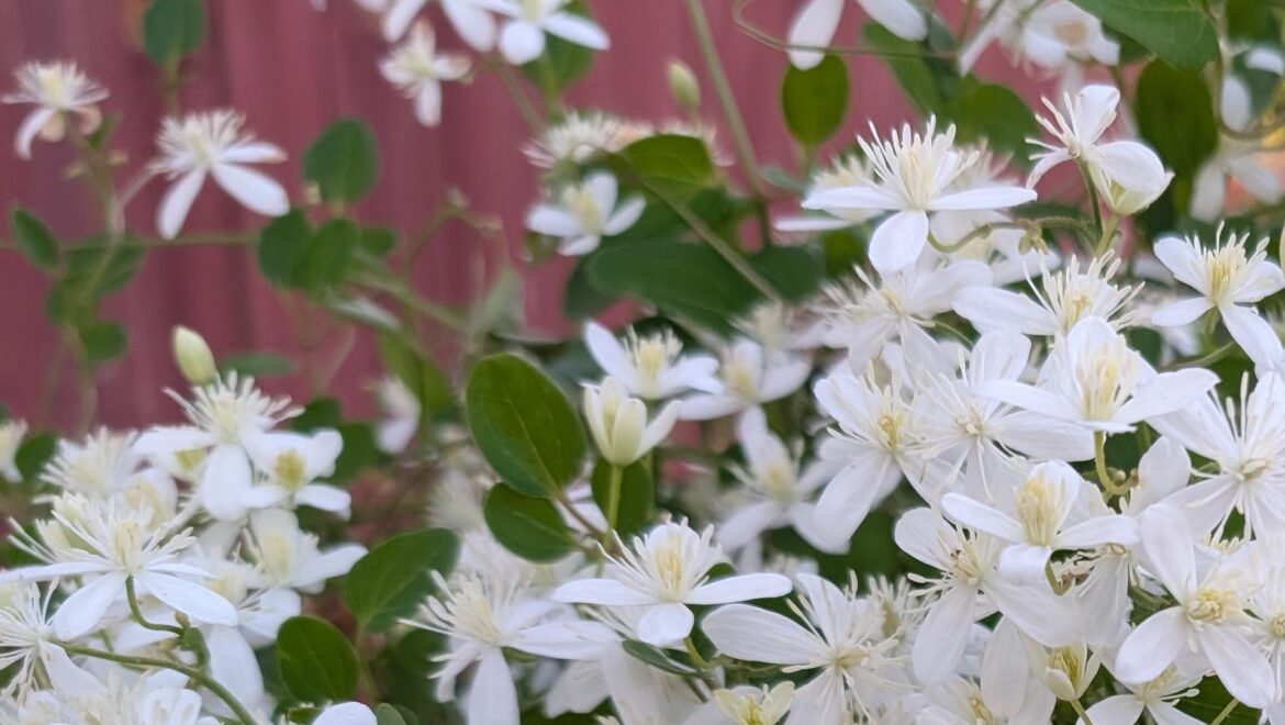 One Redditor sought advice on whether they should replant autumn clematis once they move into their new home.