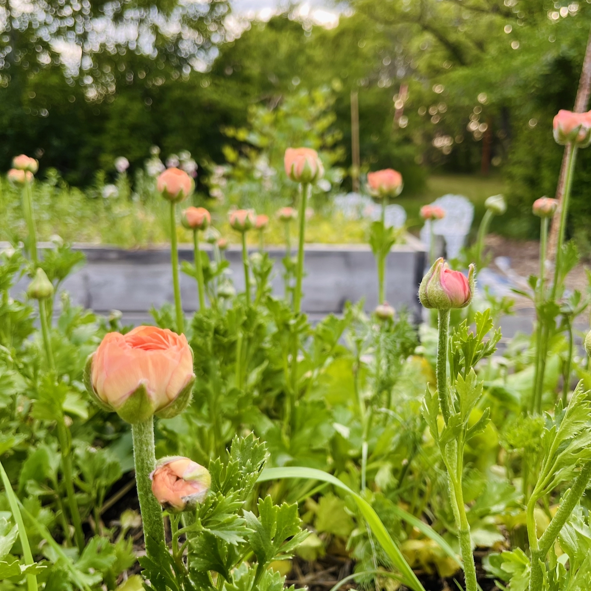 flowers in a garden