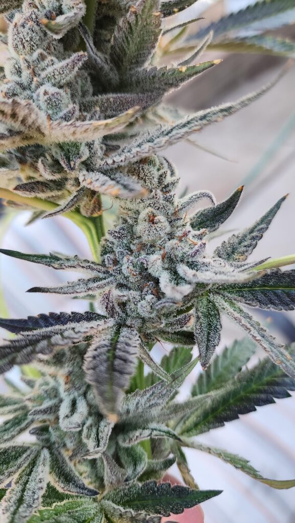 Long time lurker, but here is some of my greenhouse hydro