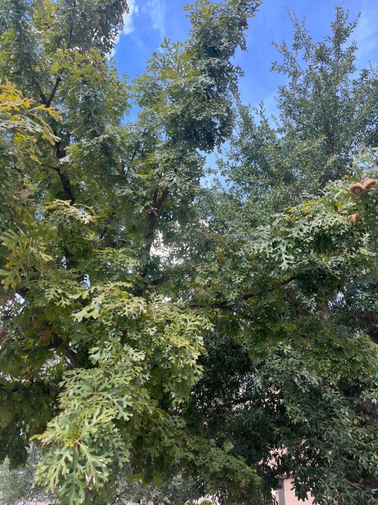 this tree is making me consider a car wash membership.
