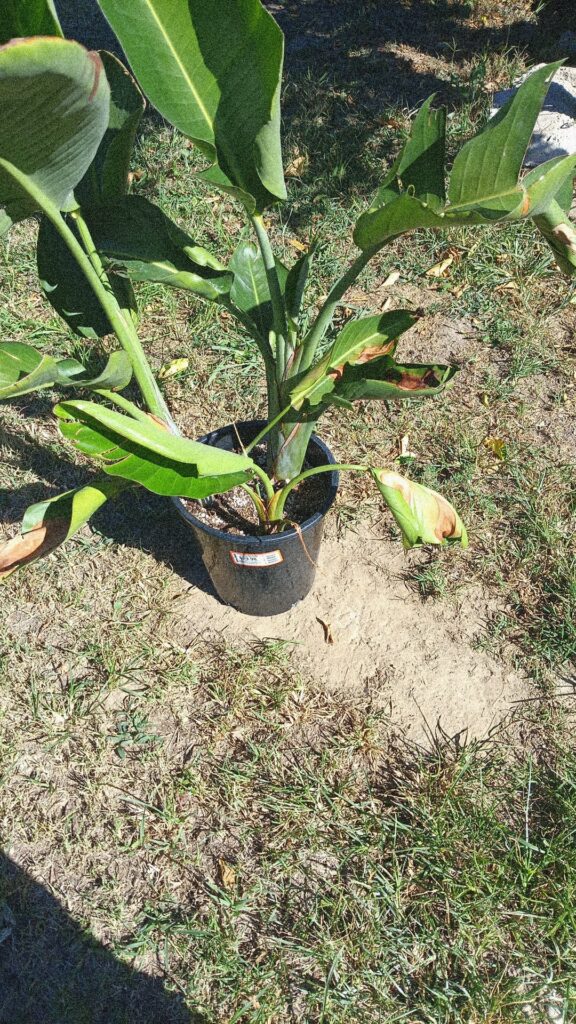 My birds of paradise plant My birds of paradise plant