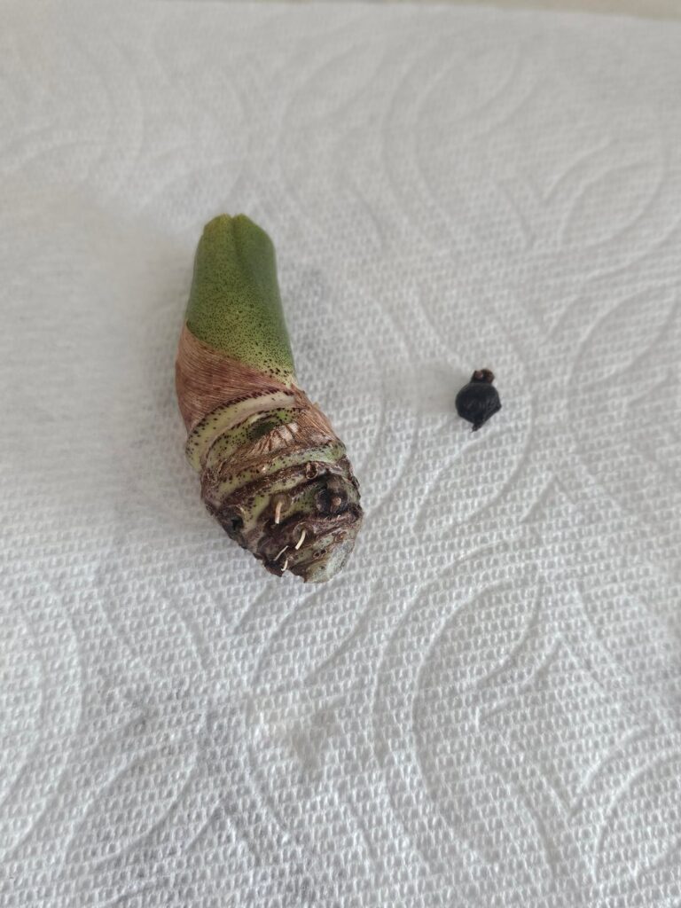 Need some advice on LECA Need some advice on LECA