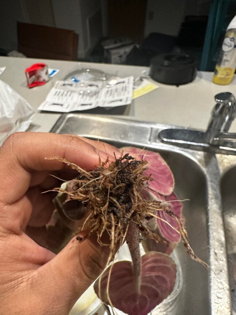 Root rot?