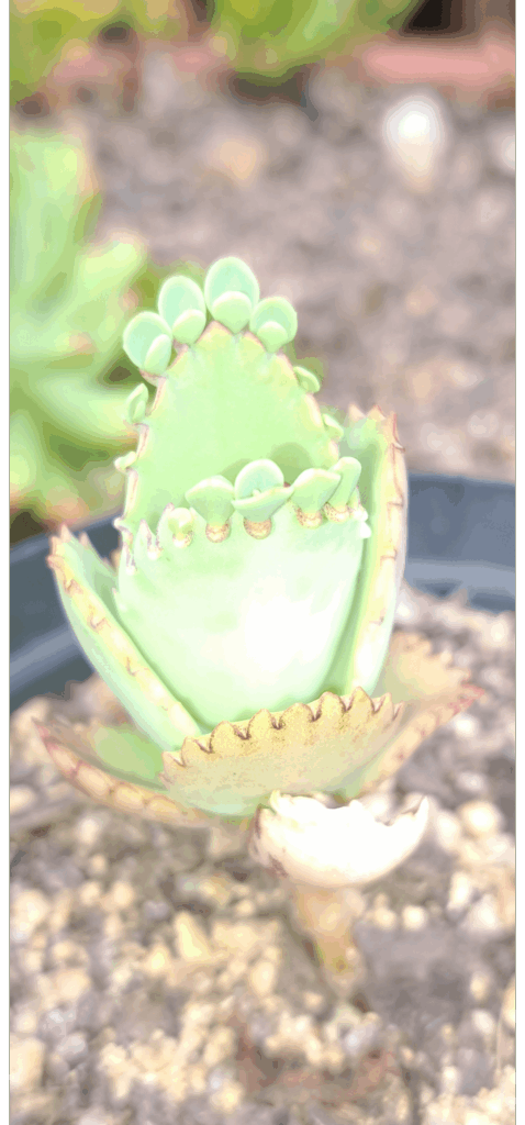 The way these things grow amazes me!