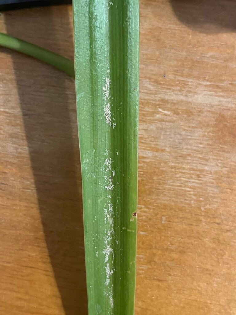 Hi. Found a spider plant. What's going on with the leaves?
