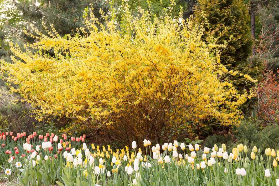 12 Hardy Shrubs To Plant This Fall For A Strong Start Next Spring 12 Hardy Shrubs To Plant This Fall For A Strong Start Next Spring