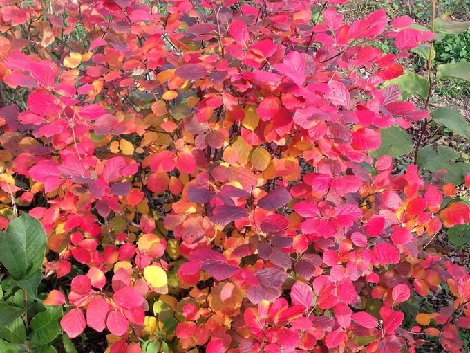 Fothergilla Legend Of The Fall 1