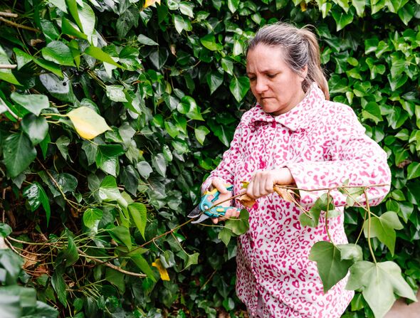 Woman with scissors pruning green ivy in a garden Woman with scissors pruning green ivy in a garden
