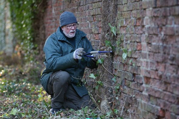 Ivy being removed from a section of wall a Ivy being removed from a section of wall a