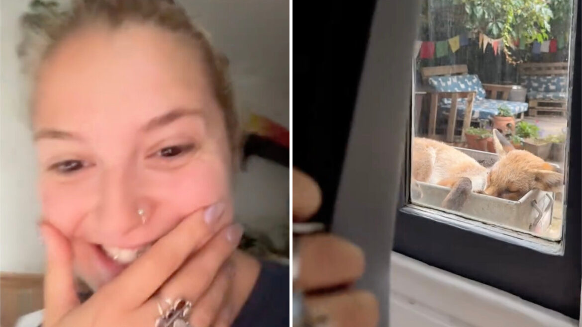 Resident shares adorable video after finding unexpected visitor napping on windowsill: ‘This is my dream’ "He felt safe enough to sleep on your window!"