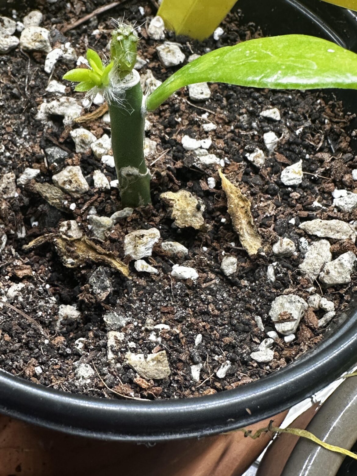 Stalks growing on my first micrografts.. good or bad sign?