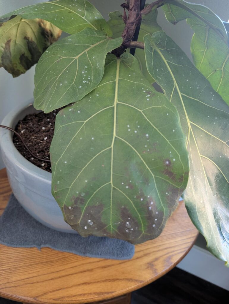 Help! Black spots on bottom leaves