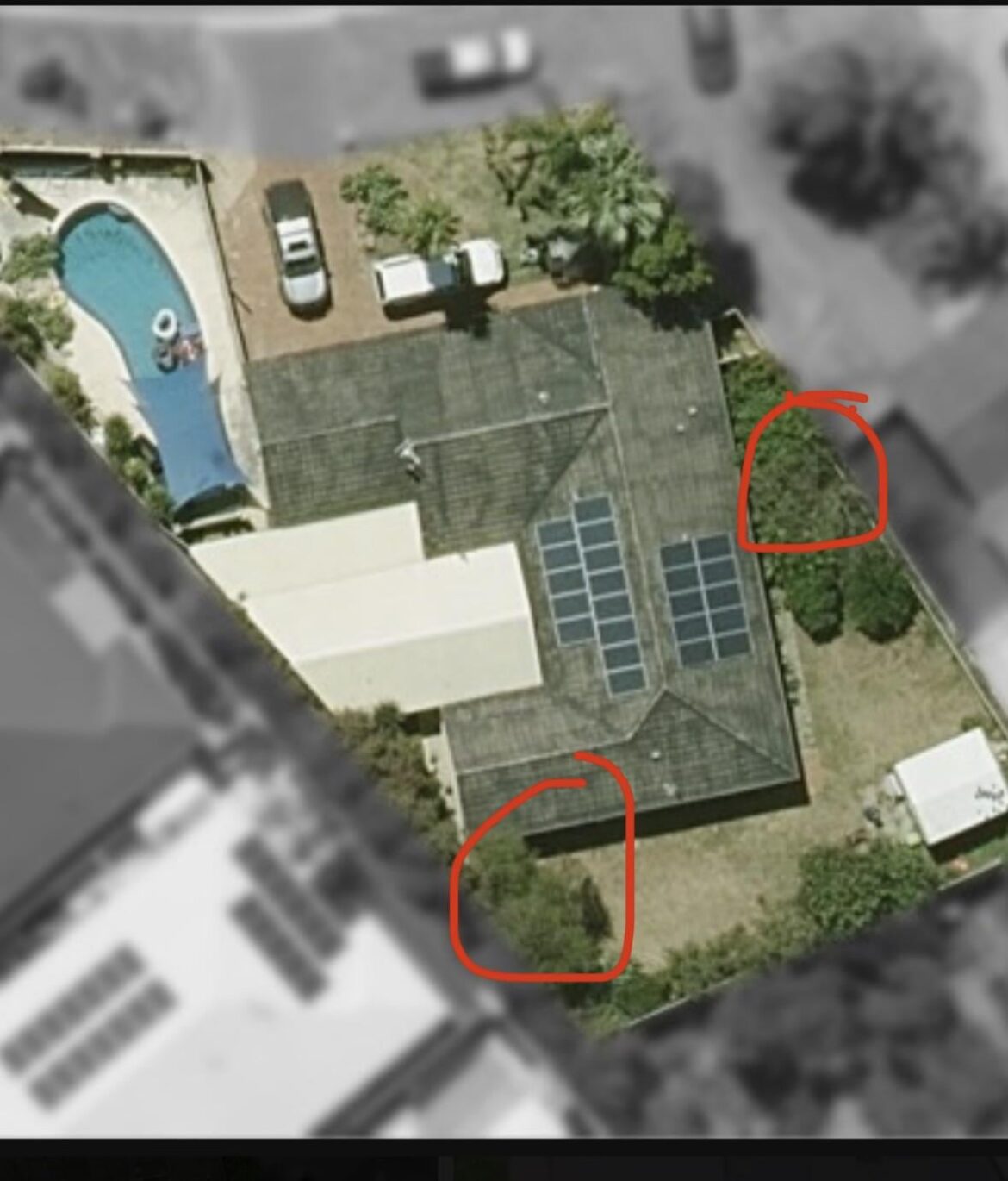 Keep jacarandas or chop them down?