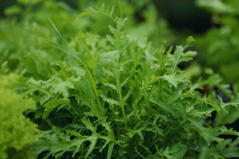 fresh green arugula growing in the garden