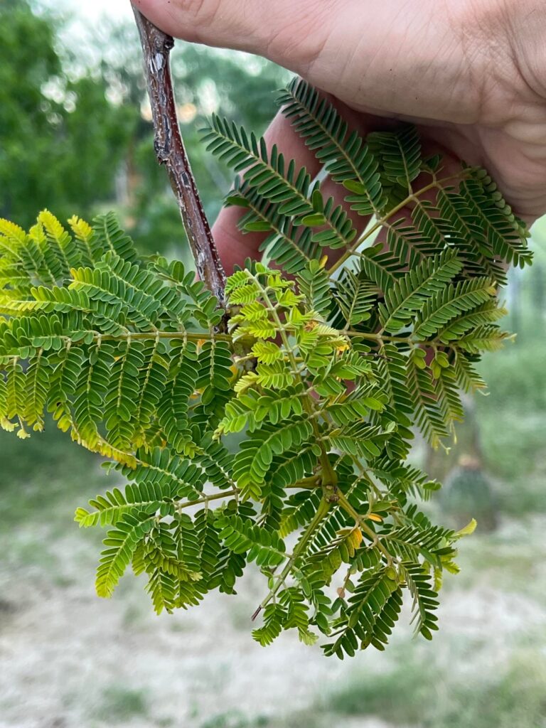 My royal Poinciana tree is going to crap! My royal Poinciana tree is going to crap!