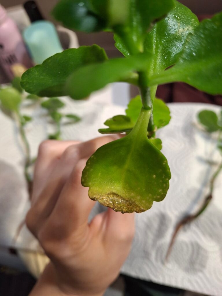 Saving a kalanchoe from mealy bug infestation Saving a kalanchoe from mealy bug infestation