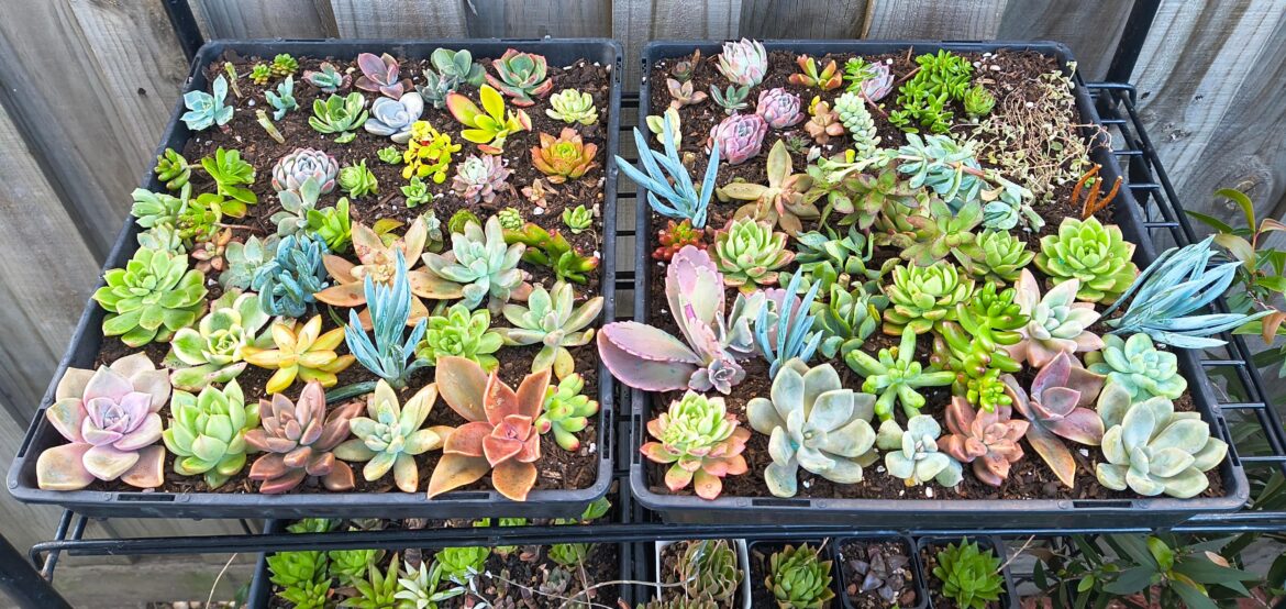 A colorful array of cuttings for spring