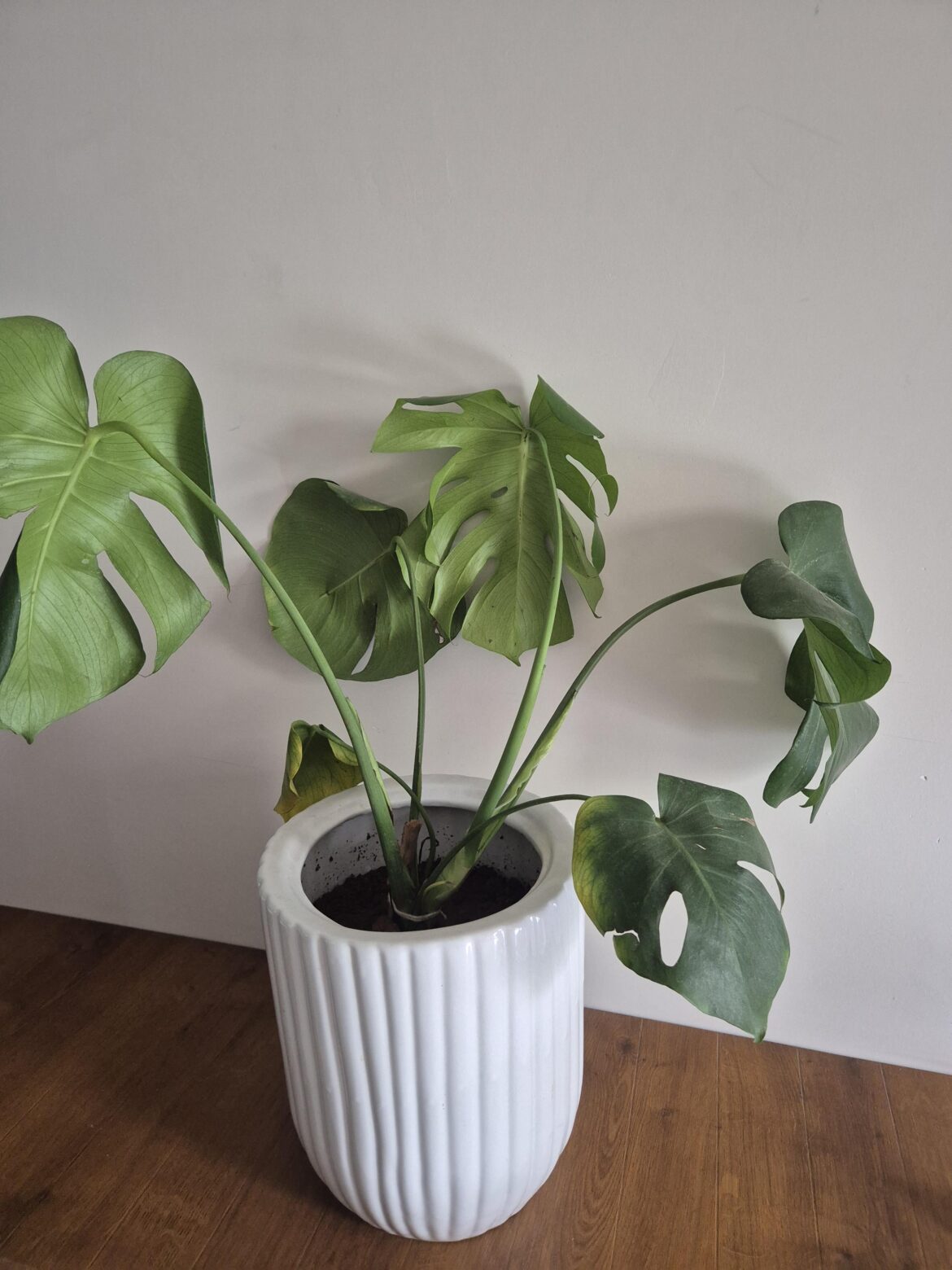Swiss cheese houseplant