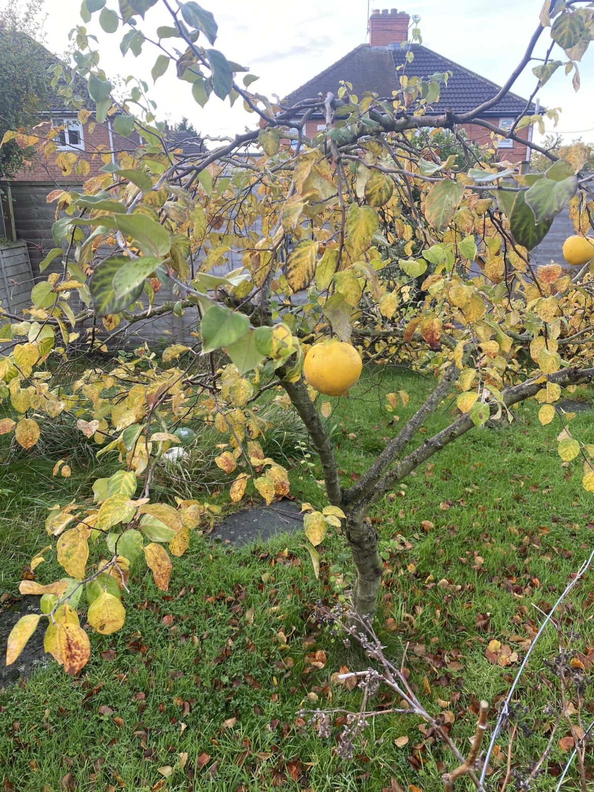 Have I grown a pear tree? Have I grown a pear tree?
