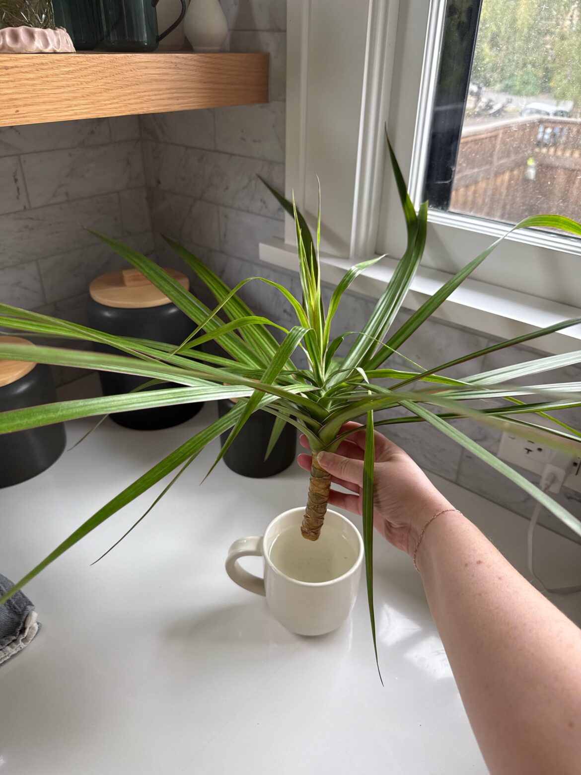 Can I prop my dracena?