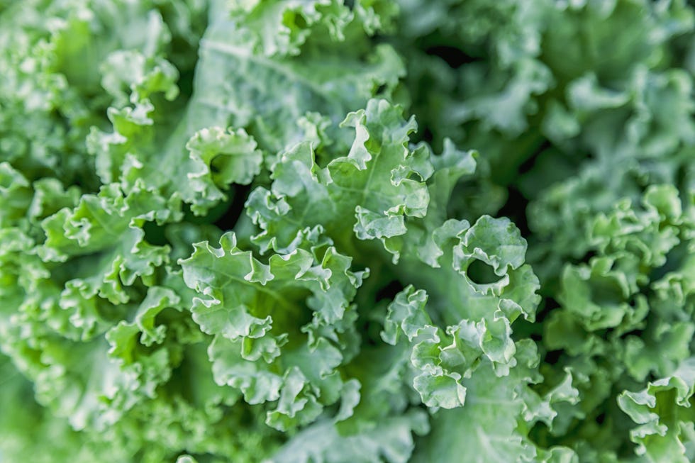 fresh green kale