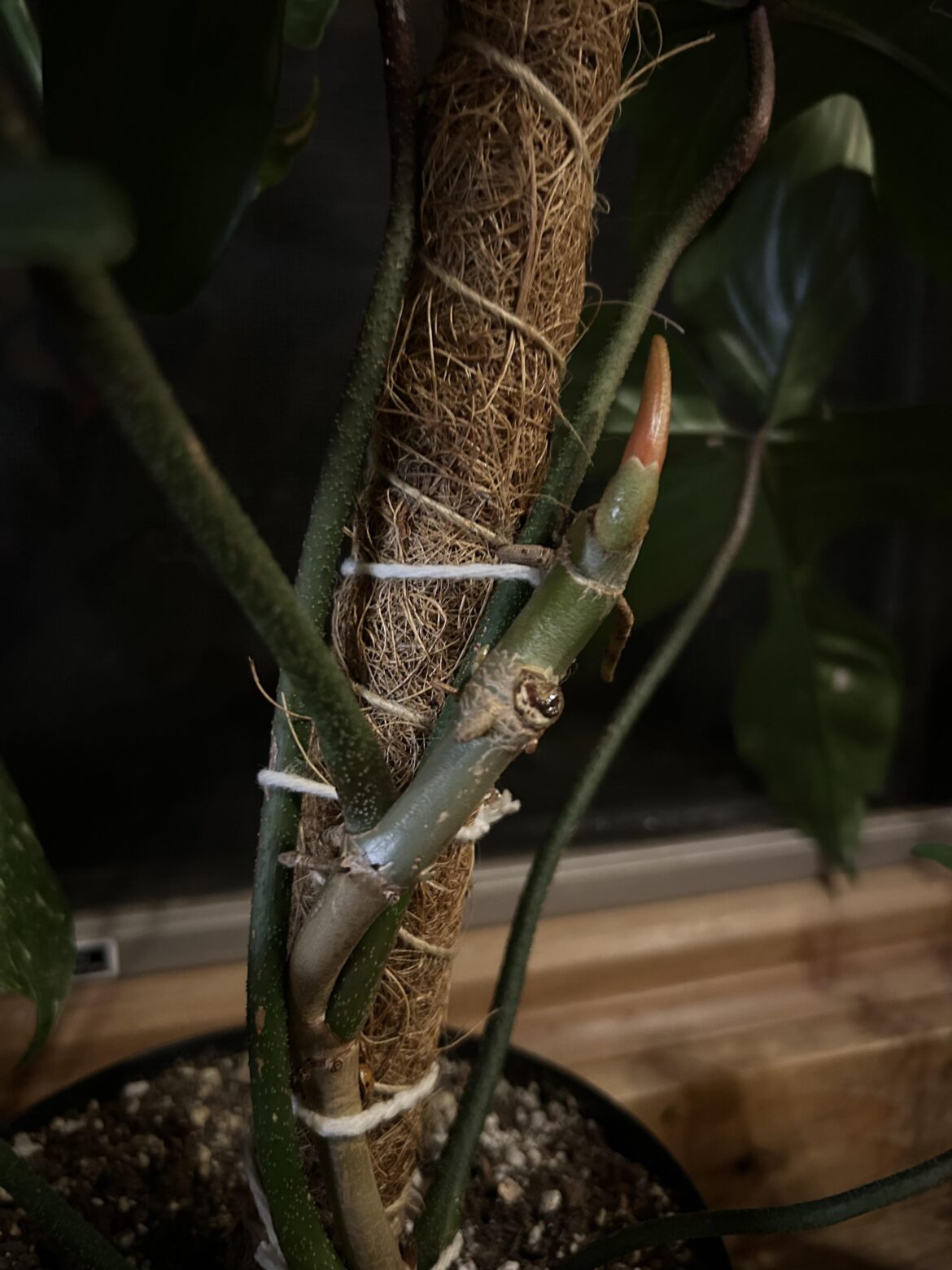 Getting Philodendron to branch from stem? Getting Philodendron to branch from stem?