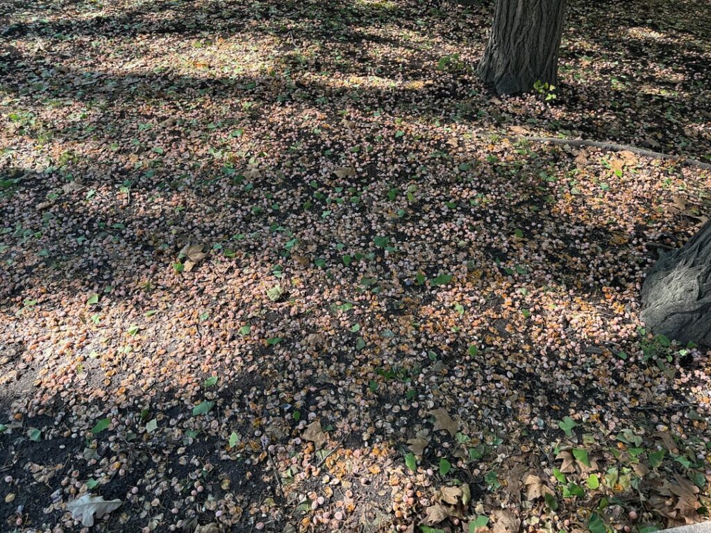 photos you can smell